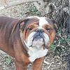 CKC English Bulldog Red Sable blue carrier available for stud service