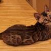 Bengal kitten available