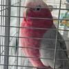 Gallah needs a home