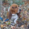 AKC Basset Hound Adult Male 2 year old (also, on heatworm preventative Pro-Heart 6)