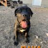 Cane Corso Puppies for Sale