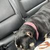 Exotic Bully