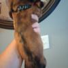 Dachshund female puppy ready to go