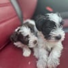 Atlanta AKC Miniature Schnauzer Puppies For Sale