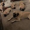 3 AKC English mastiffs Males looking for forever home