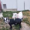 Nigerian Dwarf Goats