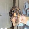 Doxiepoo puppies. (Purebred mini Dachshund & pure bred mini poodle mix)