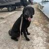 Black Labrador retriever