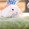 Holland Lop Mini Lops Lionhead Lionlop Netherland Dwarf Bunny Rabbits Bunnies Rabbit