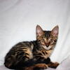 Beautiful bengal kittens ready to go home today!