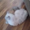 Spayed Selkirk Rex Female