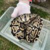 Ball python looking for a new home