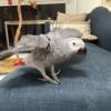 African Grey Parrot For Adoption Near Me