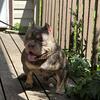Merle exotic Frenchies and Tri Bullies open for services!