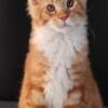 Maine Coon Kitten Male European Import  WORLD CHAMPION SIRED! All DNA Tests Negative Nice Pedigree