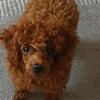 Toy poodle