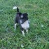 Beautiful Sheltie puppy