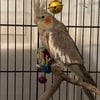 Beautiful Cockatiel For Sale