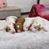 Standard Goldendoodle Puppies, Rosie-Barkley Litter