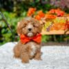 Teddy-Handsome F1 Red Cavapoo/Cavadoodle Male Puppy 