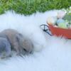 Lionhead Bunnies Available