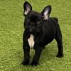 Female French Bulldog puppy- tiny!