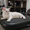 Polydactyl Manx Coon Cat