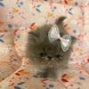 Extreme flat face female persian kitties