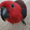 Female Solomon Island Eclectus