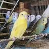 Parakeets
