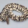 male pastel het clown ball python