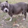 $600 American bully puppies