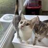 Kitties