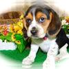 Chicago Beagle Babies. Great with KIDS!!!