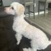 Male Toy poodle needs rehoming