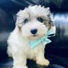 Yorkiepoo