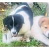 Welsh corgi mix puppies for sale to good homes only