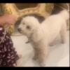 2 year old bichon frise