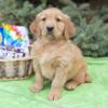 AKC Golden Retriever Puppies Available Now