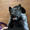 German Shepherd Puppy: Conman!