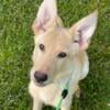 Blond Female German Shepherd Puppy