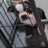 Boston Terrier Puppies