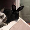 Bonded Pair of Female Netherland Dwarfs for Sale