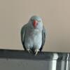 tamed Parrot, Indian ring neck-female- 1 and a half year old: for sale could negotiate price- ca 3