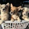 Corgi puppies in Mt. Nebo WV