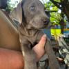 AKC Lab Puppies Ready to go to their forever homes