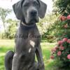 AKC Great Dane female, READY NOW!