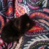 FEMALE PERSIAN KITTEN BLACK TORTIE FLAT FACE READY NOV 15  iowa