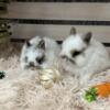 Holland Lops and Netherland Dwarfs For  Sale