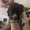 Bluetick and walker mix